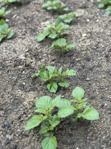庭の木を片付けて植えたもの